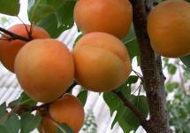 Посадка абрикоса весной, нюансы и советы Как посадить саженец абрикоса летом